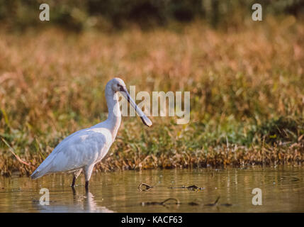 Eurasian Spatola (Platalea leucorodia), stando in piedi in zone umide, Keoladeo Ghana National Park, Bharatpur Rajasthan, India Foto Stock