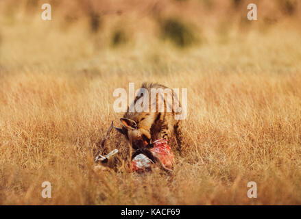 Indian striped iena, (hyaena hyaena), alimentando il maschio blackbuck indiano, (Antilope cervicapra), blackbuck national park, velavadar, Gujarat, India Foto Stock