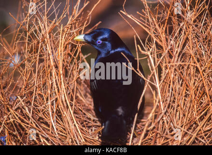 Satin bowerbird (Ptilonorhynchus tendente al violaceo), maschio adulto, a bower, Parco Nazionale Lamington Queensland, Australia Foto Stock
