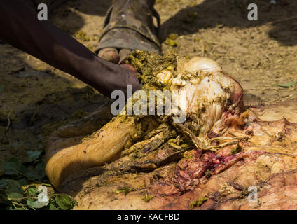 Il sacrificio di vacca durante Dassanech orgoglioso Ox celebrazione, Salheng,Turkana County, Omorate, Etiopia Foto Stock