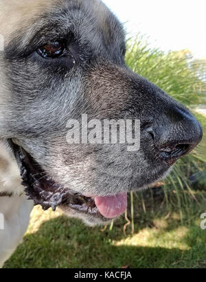 Chiusura del profilo laterale della lingua inglese mastiff cane Foto Stock