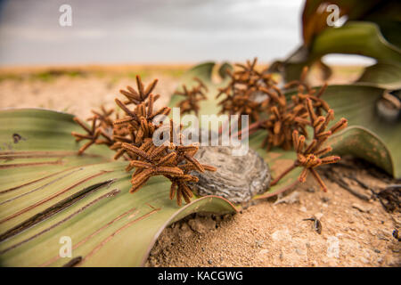 Welwitschia Foto Stock