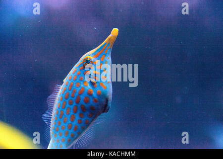 Orange spotted filefish oxymonacanthus longirostris è trovata nell'indo-pacifico Foto Stock