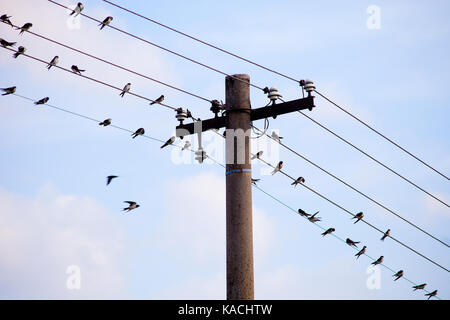 Rondini seduti sui conduttori di elettricità in campagna ceca. Foto Stock