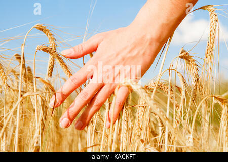 Immagine di mano d'uomo e segala spikelets in campo al pomeriggio estivo Foto Stock