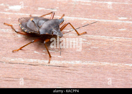 Primo piano di un marrone shieldbug Foto Stock