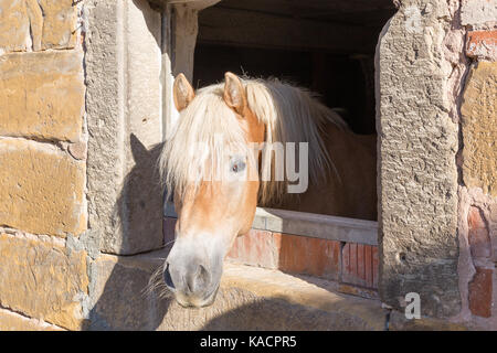 Curioso cavallo guardando fuori della finestra stabile Foto Stock