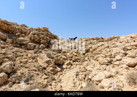 Unica pecora nera in montagna, Ras Al Jinz, Sultanato di Oman Foto Stock