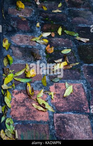 Grondaia pioggia piena di foglie di autunno Foto Stock