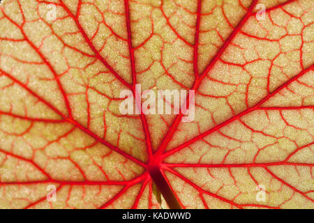 La parte inferiore di Hardy begonia leaf che mostra le vene laterali e vene sublateral Foto Stock