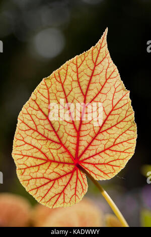 La parte inferiore di Hardy begonia leaf che mostra le vene laterali e vene sublateral Foto Stock