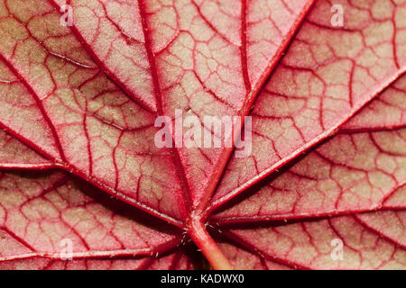 La parte inferiore di Hardy begonia leaf che mostra le vene laterali e vene sublateral Foto Stock