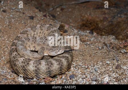 Un Rattlesnake della tigre (Crotalus tigris) in posizione difensiva di notte vicino a Bahîa de Kino, sonora, Messico Foto Stock