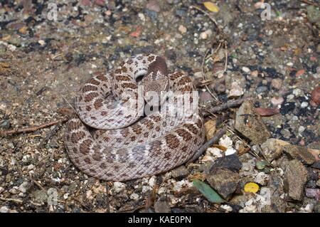 Un nightsnake sonoran (hypsiglena chlorophaea chlorophaea) avvolta strettamente sul deserto piano vicino onavas, Sonora, Messico Foto Stock