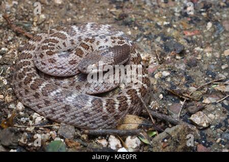 Un nightsnake sonoran (hypsiglena chlorophaea chlorophaea) avvolta strettamente sul deserto piano vicino onavas, Sonora, Messico Foto Stock