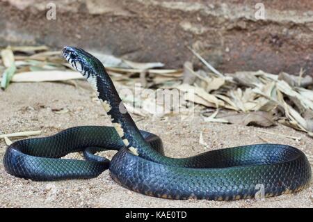 Un texas indigo snake (drymarchon melanurus erebennus) su terreno sabbioso in alamos, Sonora, Messico Foto Stock
