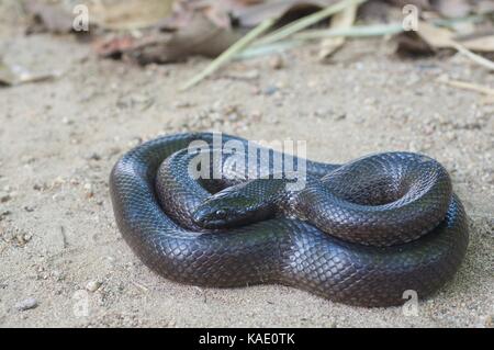 Un serpente nero messicano (Lampropeltis nigrita) avvolto su terreno sabbioso a Álamos, sonora, Messico Foto Stock