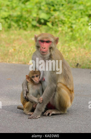 Le madri di amore Foto Stock