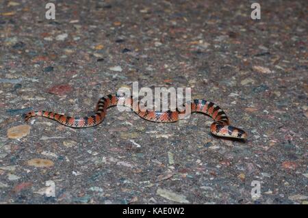 Un gancio thornscrub naso-snake (gyalopion quadrangulare) su una strada lastricata di notte nei pressi di alamos, Sonora, Messico Foto Stock