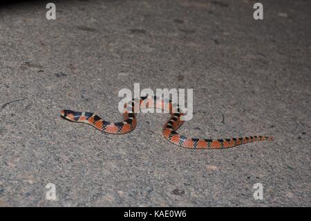 Un gancio thornscrub naso-snake (gyalopion quadrangulare) su una strada lastricata di notte nei pressi di alamos, Sonora, Messico Foto Stock
