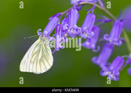 Verde-bianco venato (Sarcococca napi) adulto alimentazione a farfalla su Bluebell (Hyacinthoides non scripta) fiori. Powys, Galles. Maggio