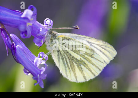 Verde-bianco venato (Sarcococca napi) adulto alimentazione a farfalla su Bluebell (Hyacinthoides non scripta) fiori. Powys, Galles. Maggio Foto Stock