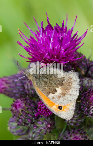 Small Heath (Coenonympha pamphilus) adulto alimentazione a farfalla su un fiore di cardo. Powys, Galles. Giugno. Foto Stock