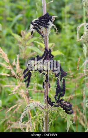 Farfalla pavone (Aglais io) larve gregariously alimentazione su ortica (Urtica dioica). Powys, Galles. Giugno. Foto Stock