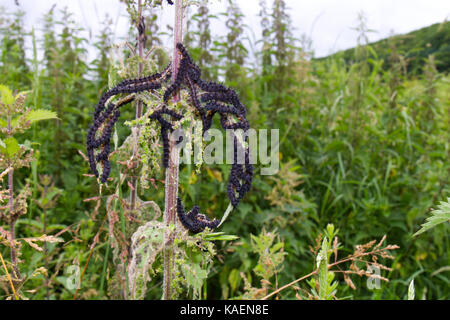 Farfalla pavone (Aglais io) larve gregariously alimentazione su ortica (Urtica dioica). Powys, Galles. Giugno. Foto Stock