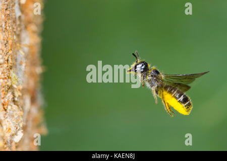 Ampia forbice-bee (Chelostoma florisomne) in volo all'ingresso del foro di nido con un carico di polline. Powys, Galles. Luglio. Foto Stock