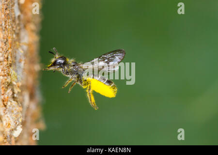 Ampia forbice-bee (Chelostoma florisomne) in volo all'ingresso del foro di nido con un carico di polline. Powys, Galles. Luglio. Foto Stock