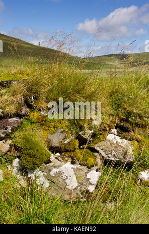 La pietra e la parete di fondo erboso con crescente muschi ed erbe in una zona di montagna. Nei pressi di Nant-y-moch serbatoio. Ceredigion, Galles. Luglio. Foto Stock