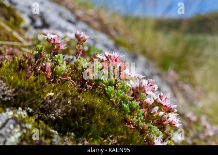 Stonecrop inglese (Sedum anglicum) fioritura su uno sperone di roccia. Cambrian Mountains, POWYS, GALLES. Luglio. Foto Stock