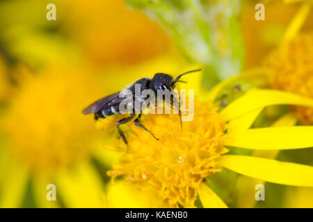 A testa larga-resina bee (Heriades truncorum) femmina adulta alimentazione su erba tossica (Jacobaea vulgaris) fiori.. Suffolk, Inghilterra. Luglio. Foto Stock