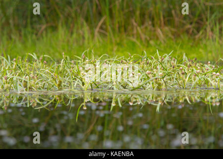 Floating Bur-reed (Sparganium angustifolium) fioritura in un laghetto di montagna. Powys, Galles. Luglio. Foto Stock