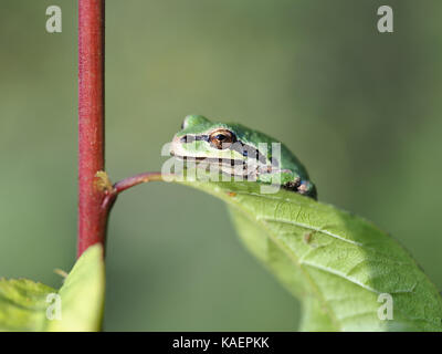 Wild piccolo coro del Pacifico (rana Pseudacris regilla, colore verde morph) appollaiate su una foglia di Billy Frank Jr. Nisqually National Wildlife Refuge Foto Stock