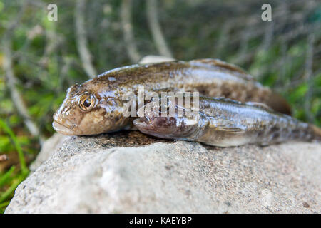 Paratia di acqua dolce pesce o round ghiozzo pesce conosciuto come neogobius melanostomus e neogobius fluviatilis pallasi appena preso dall'acqua. materie paratia Foto Stock