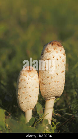 Due shaggy copertura di inchiostro funghi, Coprinus comatus, sull'erba prima di 'inky fase". In questa condizione sono ottimi funghi commestibili. Finlandia. Foto Stock