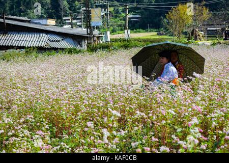 Ha giang, vietnam - Novembre 08, 2015: vietnamita la minoranza Hmong famiglia prendere un periodo di riposo sul fiore viola del campo di guadagno durante la preparazione per il raccolto seaso Foto Stock