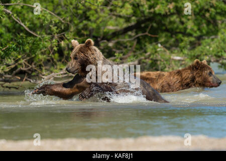 Orso bruno spolvero sul Salmone Sockeye, kamchatka, Russia. Foto Stock