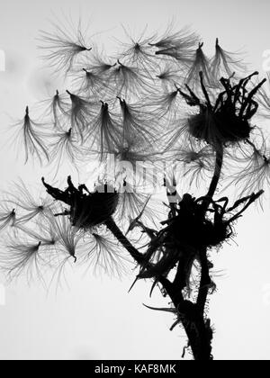 Hawkweed hieracium umbellatum testa di seme in Norfolk campo Foto Stock