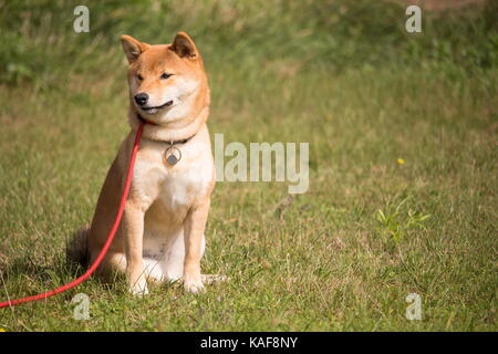 Cane Shiba Inu seduto in un guinzaglio rosso Foto Stock