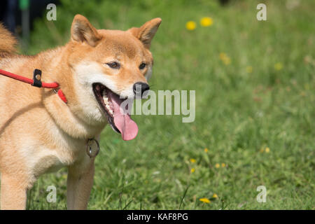 L'istruzione seguente il piede del cane Shiba Inu con il guinzaglio Foto Stock