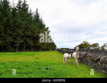 Alpaca a Lissabell House a Sligo Foto Stock