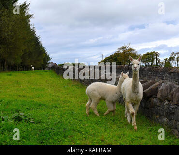 Alpaca a Lissabell House a Sligo Foto Stock