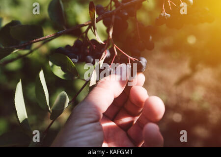 Agricoltore esaminando aronia frutti di bosco coltivati nel giardino biologico, maschio mano azienda frutto di maturazione Foto Stock