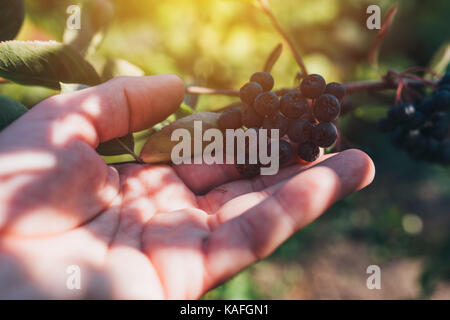 Agricoltore esaminando aronia frutti di bosco coltivati nel giardino biologico, maschio mano azienda frutto di maturazione Foto Stock