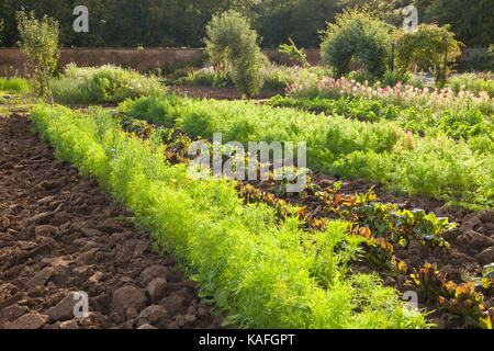 Normanby, UK. Xix Sep, 2017. uk meteo: un soleggiato e ancora nel pomeriggio la cucina walled garden a normanby Hall Country Park. normanby, Scunthorpe Foto Stock