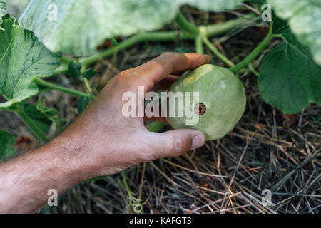 Agricoltore esaminando il gourd coltivate nel giardino biologico, maschio mano azienda vegetale di maturazione Foto Stock