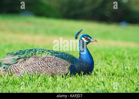 Assonnato peacock seduta sul terreno a los angeles county arboretum & Botanic Garden Foto Stock